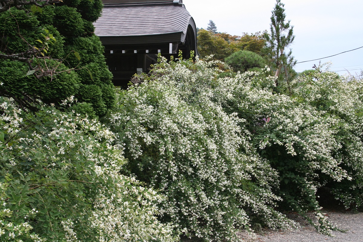 正に見頃です。大悲願寺境内の白萩、及び彼岸花。【街プレ倶楽部 花ごよみ】 - 街プレ -東京・西多摩の地域情報サイト-
