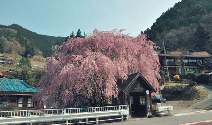 西多摩各地で桜まつり、サクラの名所へ