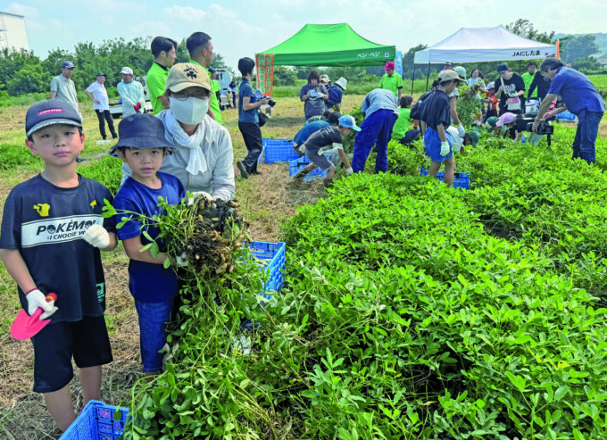 土を掘り、落花生を収穫する家族