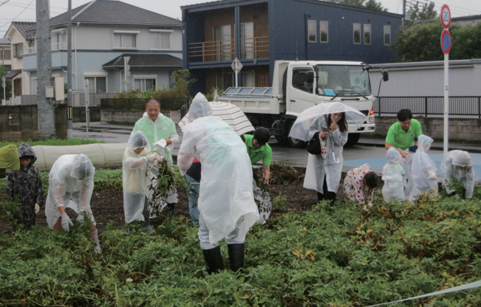 小雨の中、落花生を掘り出す参加者