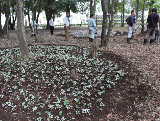 25journal　原種シクラメン　植栽広がる