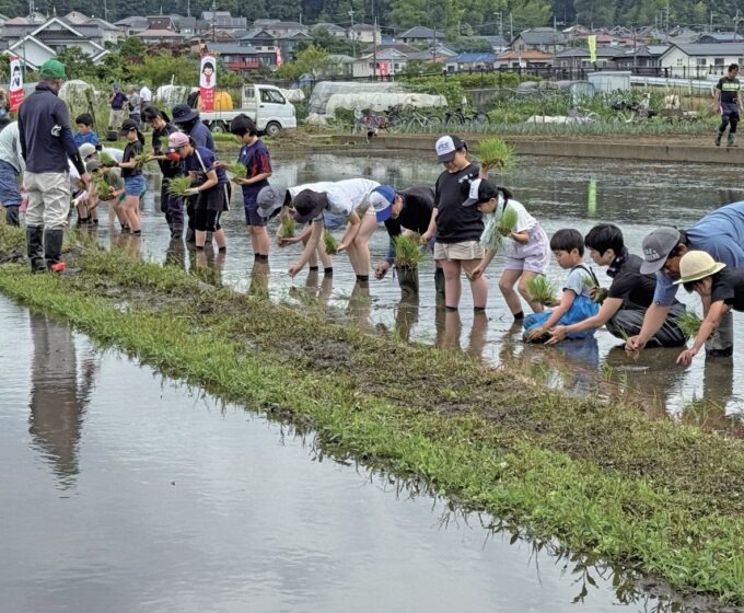 参加者は一列に並び苗を植えていく