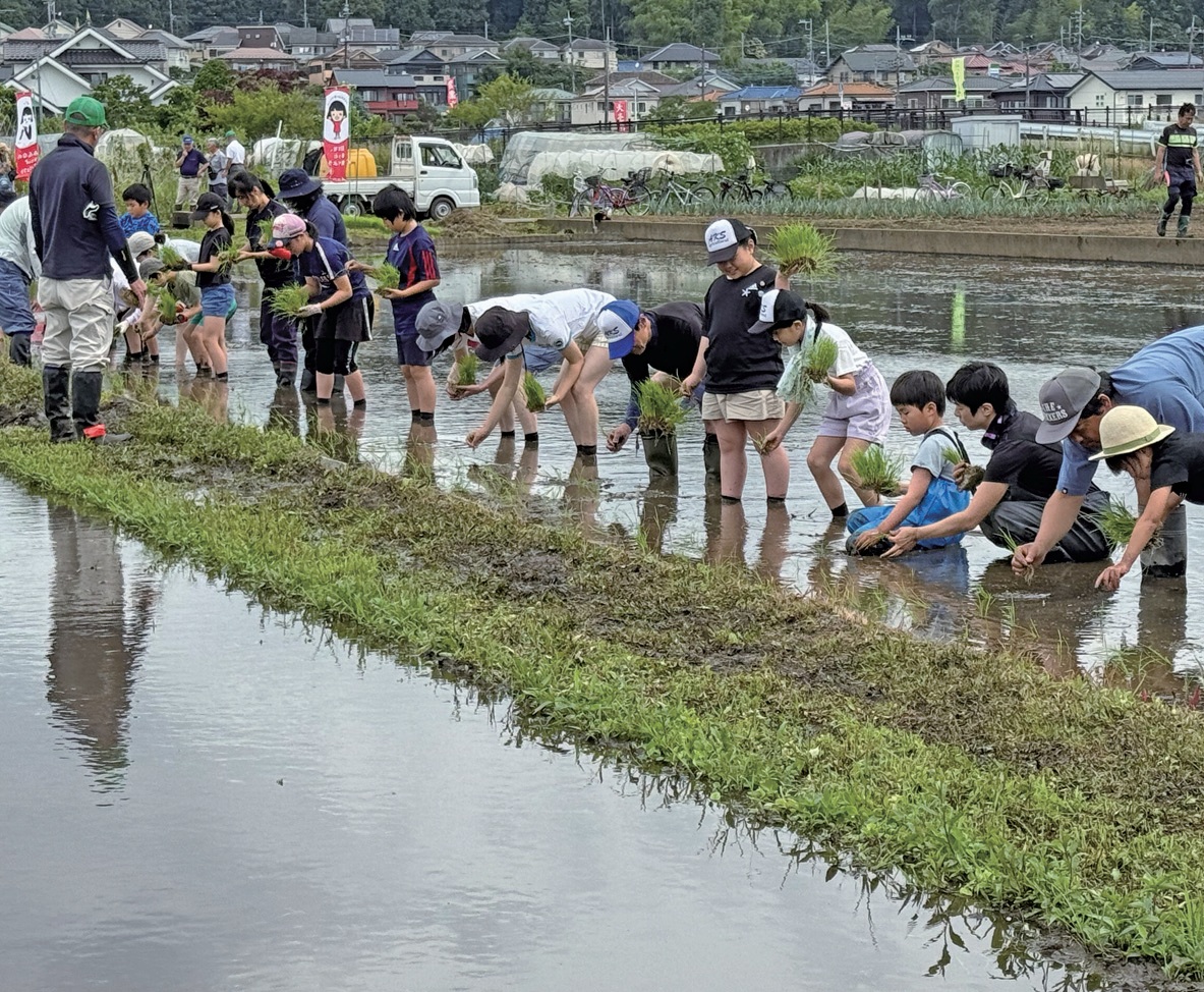 参加者は一列に並び苗を植えていく