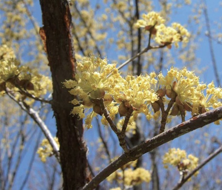 開花時のサンシュユ