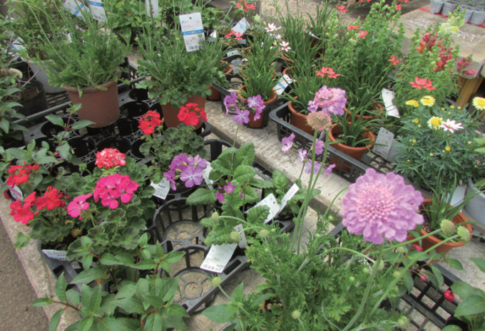 「やさい苗祭・植木祭」開催へ　ＪＡ西東京かすみ直売センター