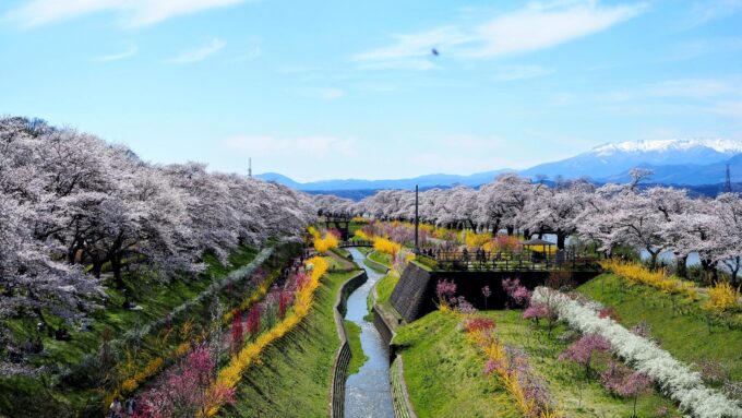 夜に映える人里のシダレザクラライトアップ　人里さくら祭も