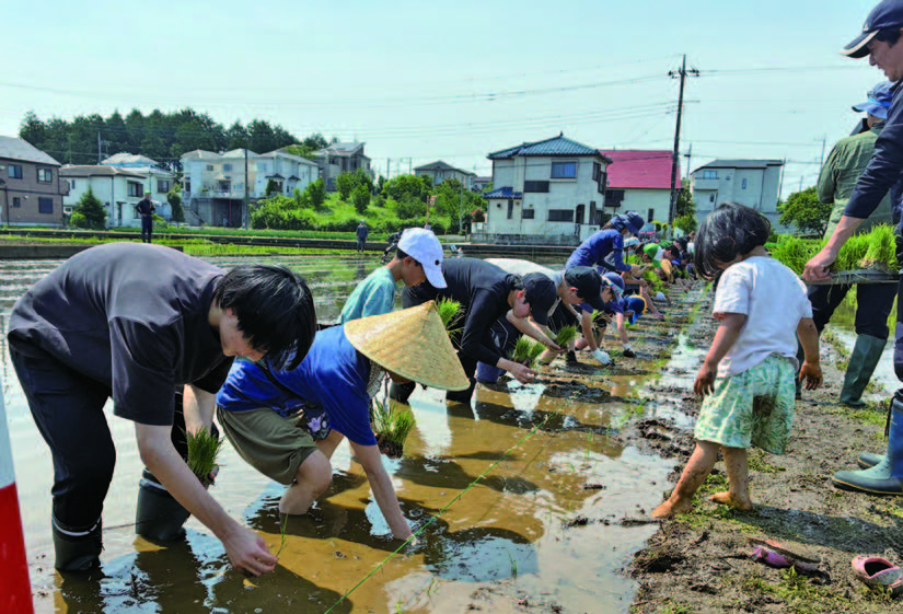キヌヒカリの苗を植える
