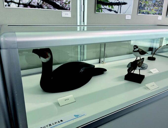 木彫りの野鳥、市役所で生き生きと作家・成川治さんの精巧な18 点展示　福生市