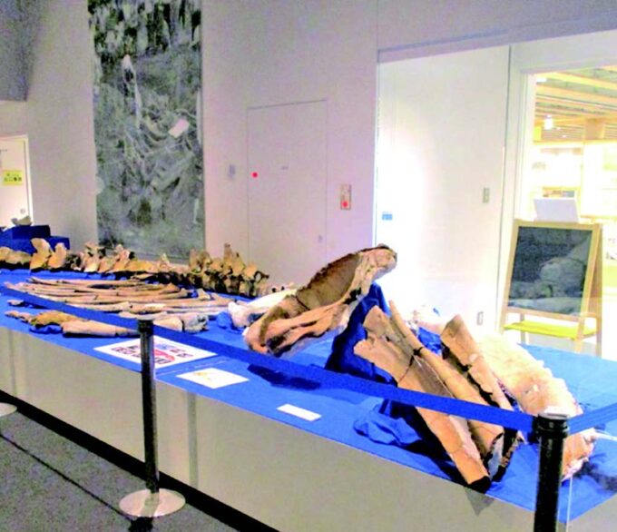 「アキシマクジラ」の化石 発見65周年展　スマホで３Ｄ観察も