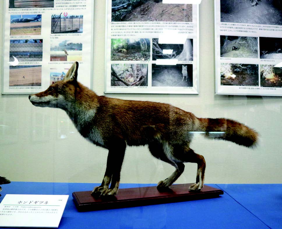 野生のホンドギツネのはく製