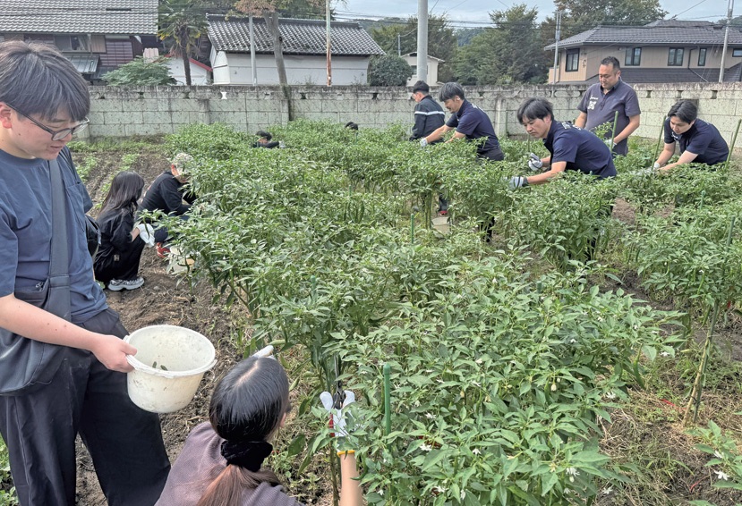 収穫作業に汗を流す